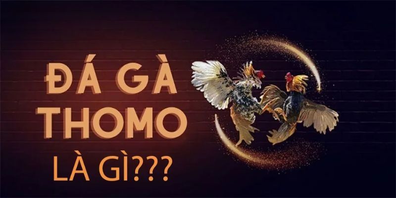 Giới thiệu về đá gà Thomo tại Kuwin