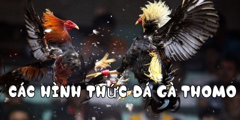 Các hình thức đá gà tại Thomo nổi tiếng hiện nay