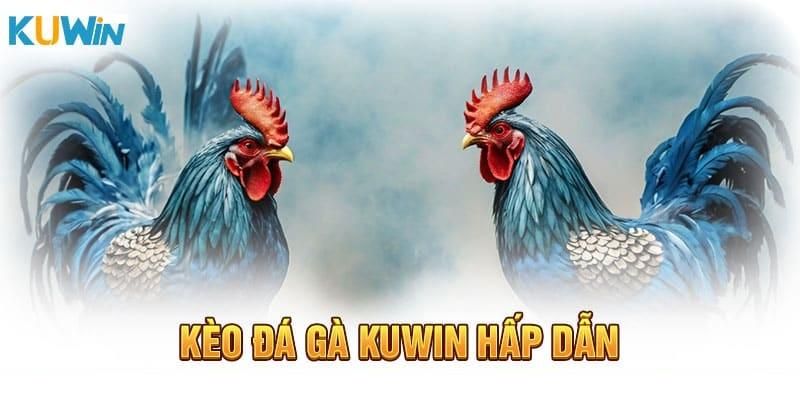 Kèo cược đá gà Kuwin giúp bạn làm giàu